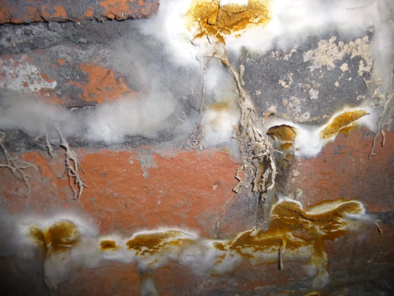 Dry rot strands spreading across brickwork