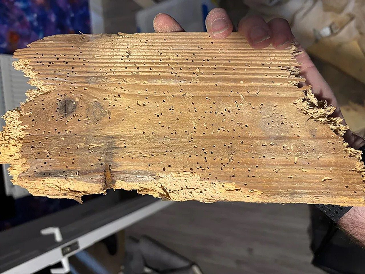 Common furniture beetle exit holes in softwood