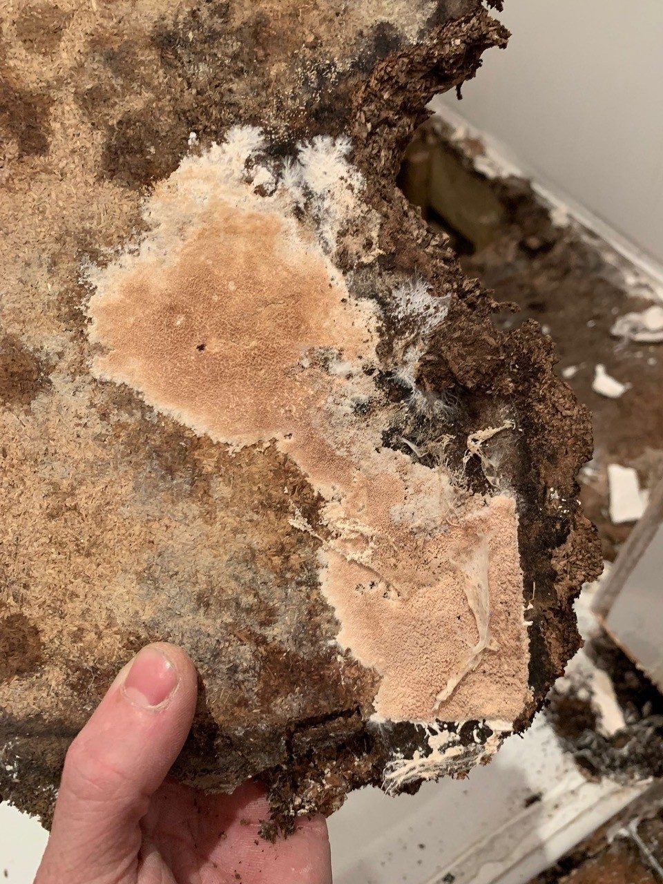 Dry rot fruiting body