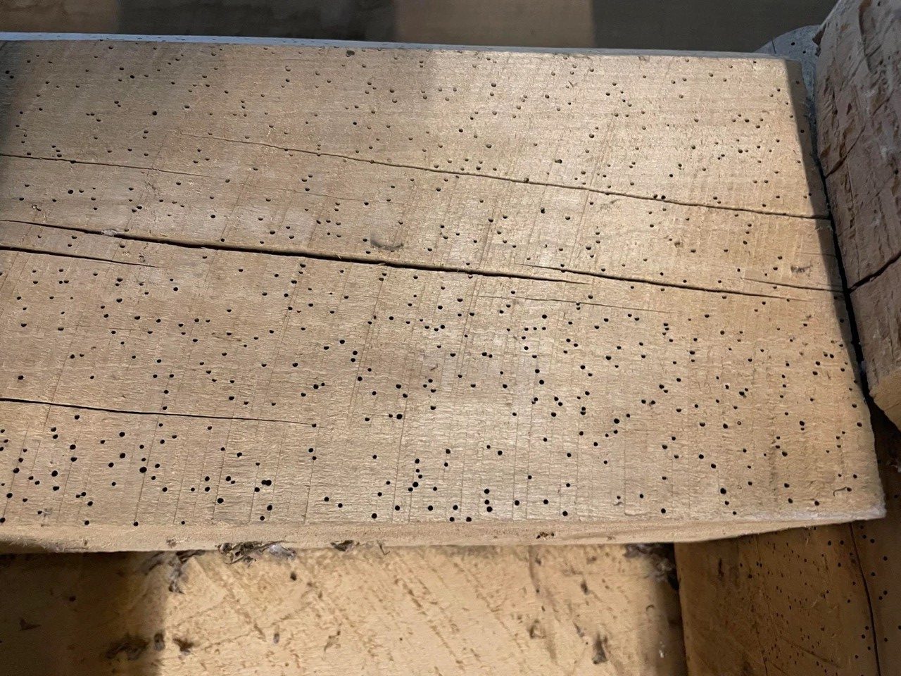 Powder post beetle exit holes in a timber board
