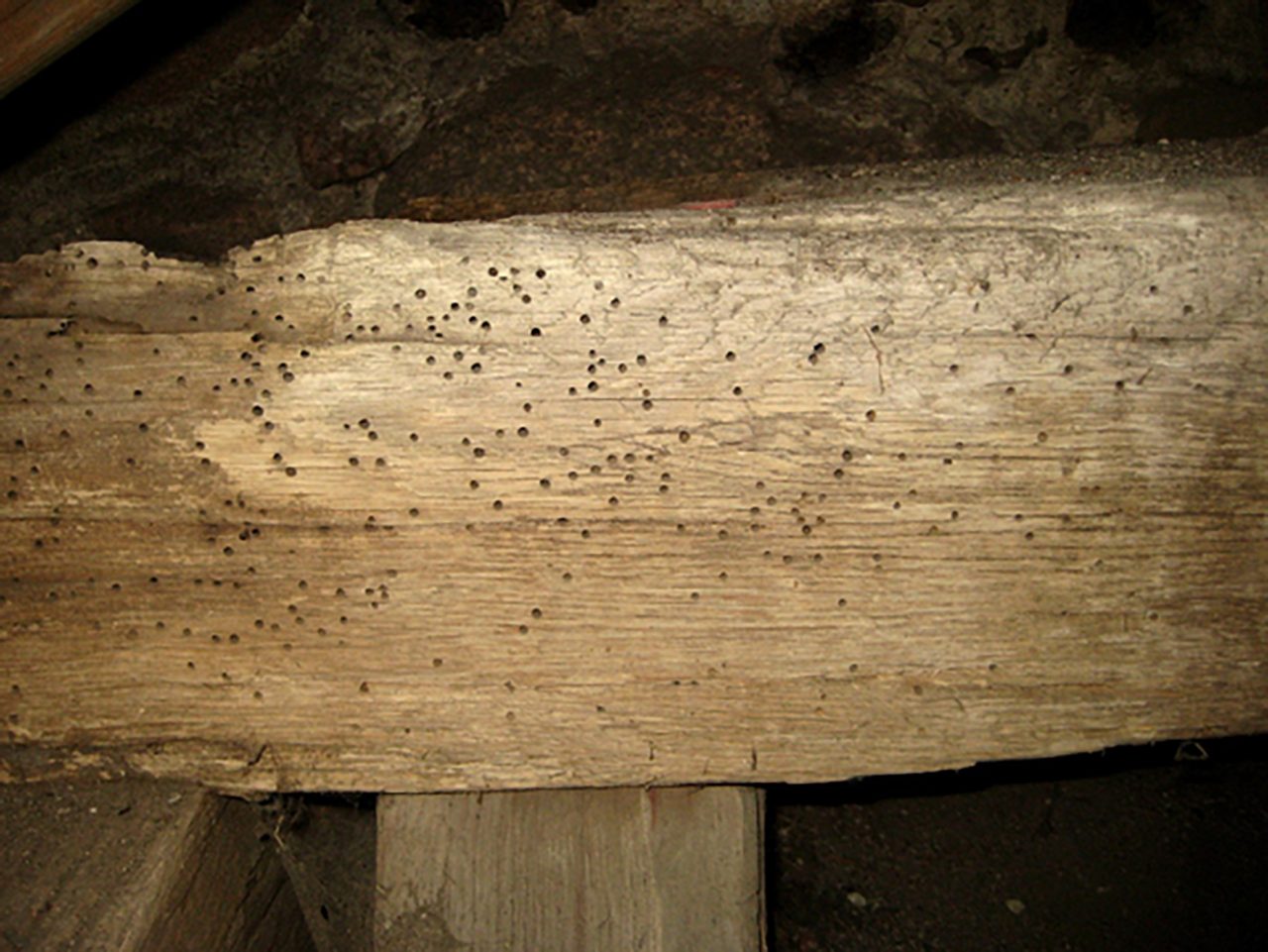 Death watch beetle exit holes in an old beam