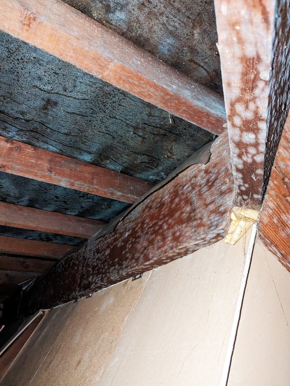 Mould on roof timbers and the underside of a ceiling