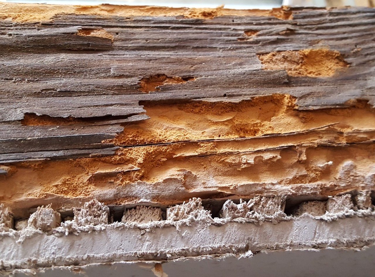House longhorn beetle tunnelling in timber